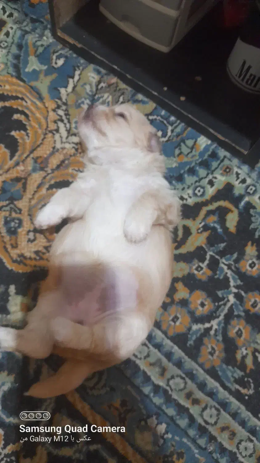 فروش سگ شیتزو|سگ|شهرکرد, |دیوار