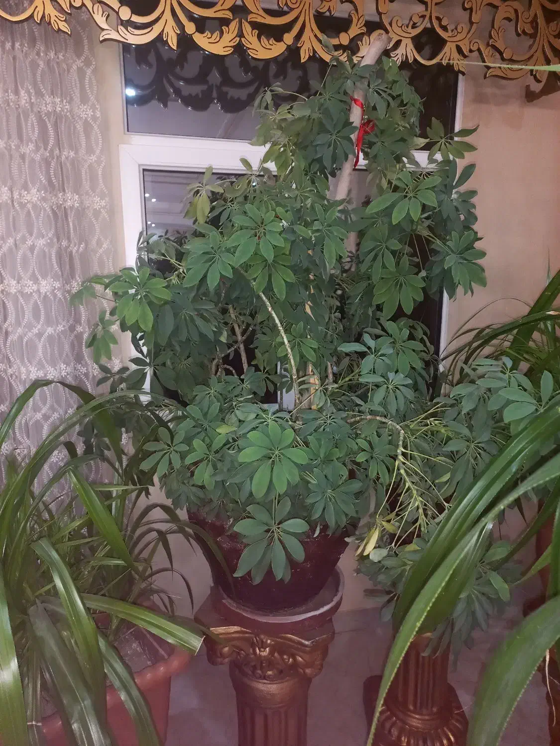 گلهای آپارتمانی|گل و گیاه طبیعی|قدس, شهرقدس|دیوار