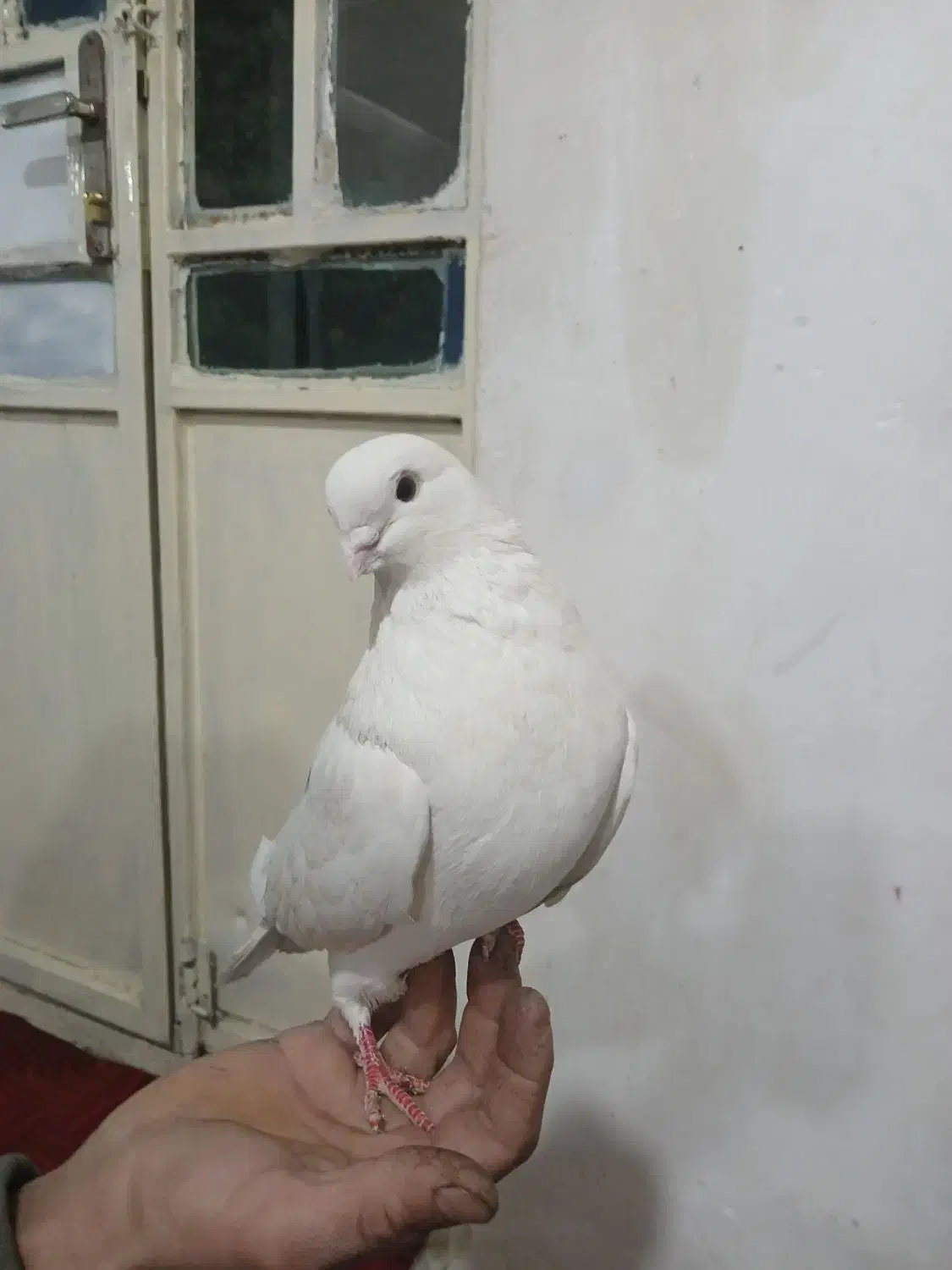 کبوتر خال دار|پرنده|چگنی, |دیوار