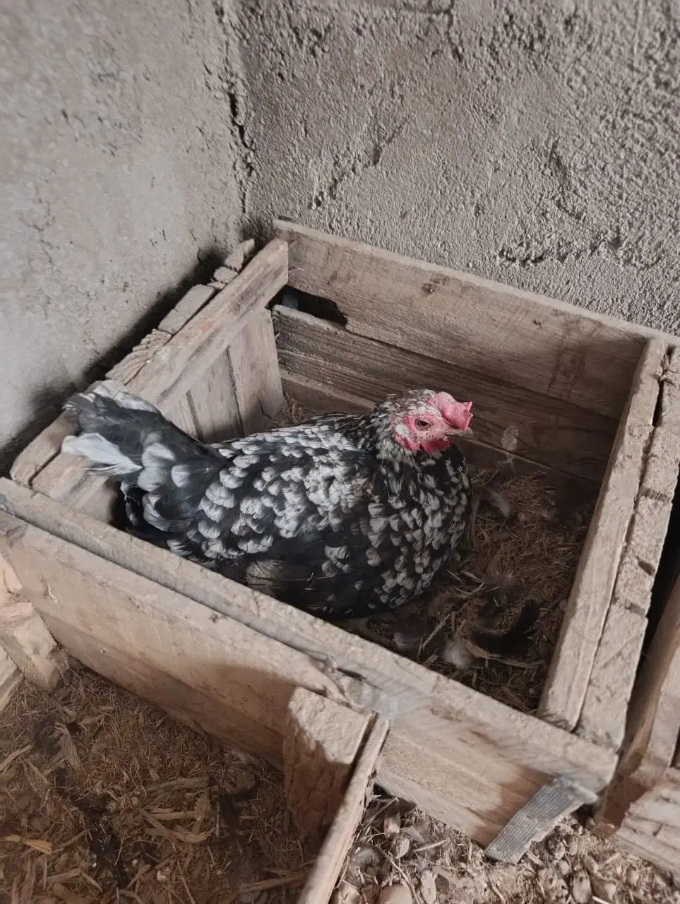 تخم مرغ نطفه دار گلین و خوراکی|حیوانات مزرعه|خرمشهر, |دیوار