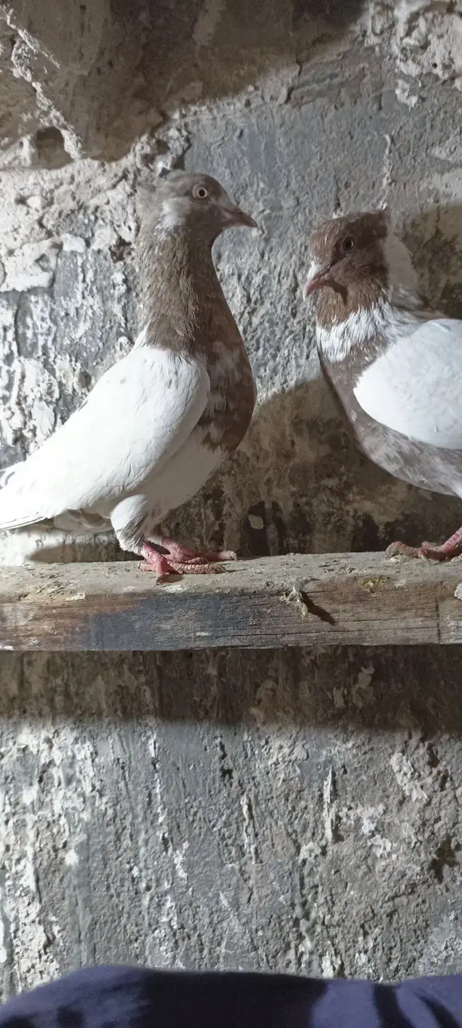 قیمت 12000000|پرنده|بستان آباد, |دیوار