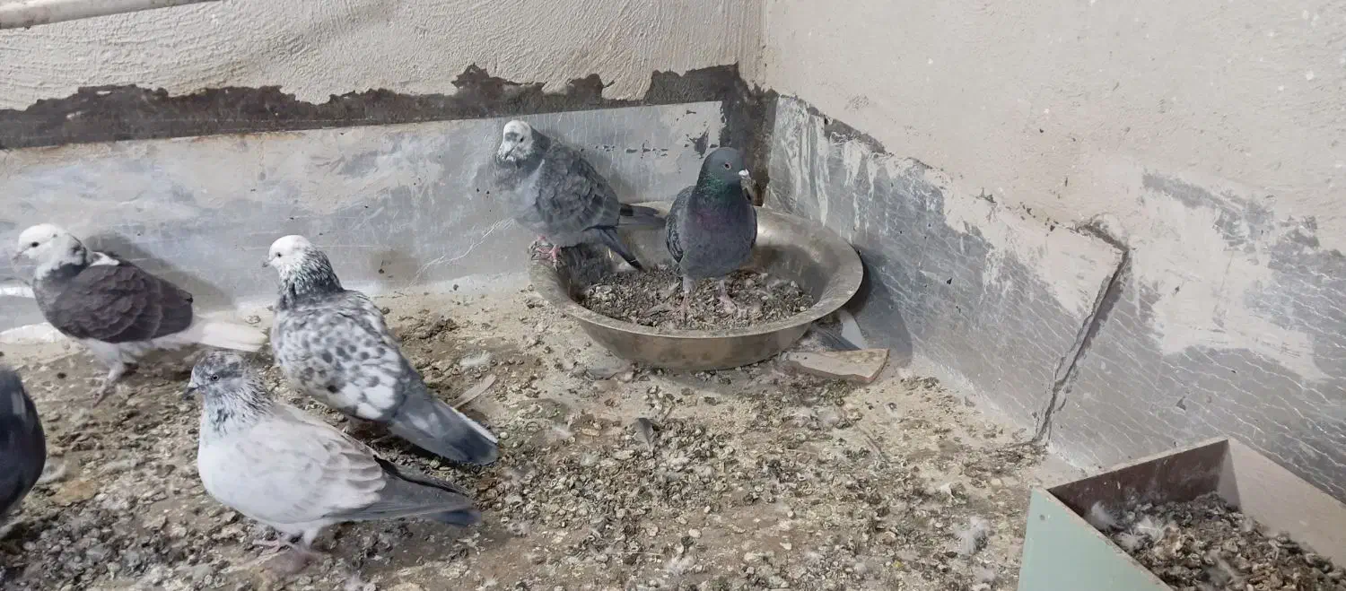 فروش کفتر|پرنده|محلات, |دیوار