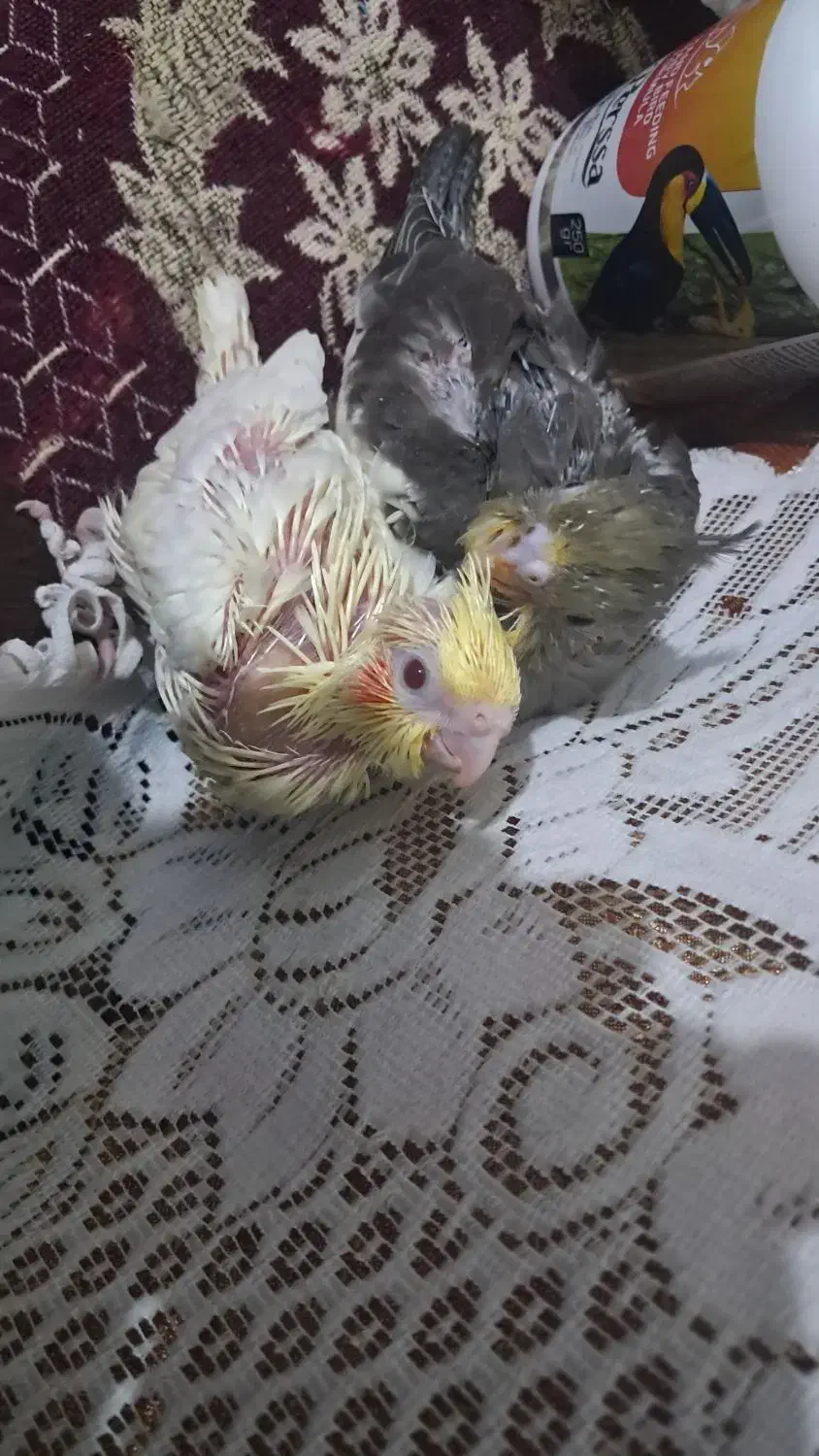 جوجه سرلاکی عروس هلندی|پرنده|شیراز, سعدیه شمالی|دیوار