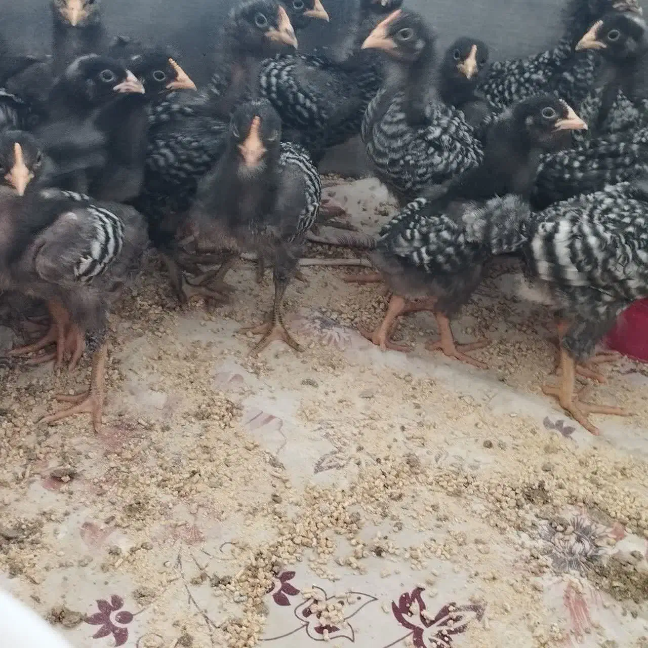 خروس امروک اصل جوجه امروک اصیل تخم مرغ  نطفه دار|حیوانات مزرعه|مشهد, میان ولایت|دیوار