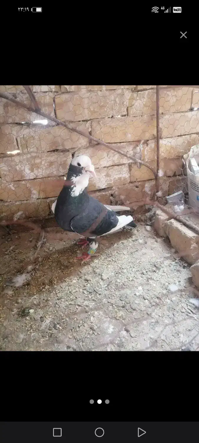 کفتر|پرنده|تربتحیدریه, پائین ولایت|دیوار