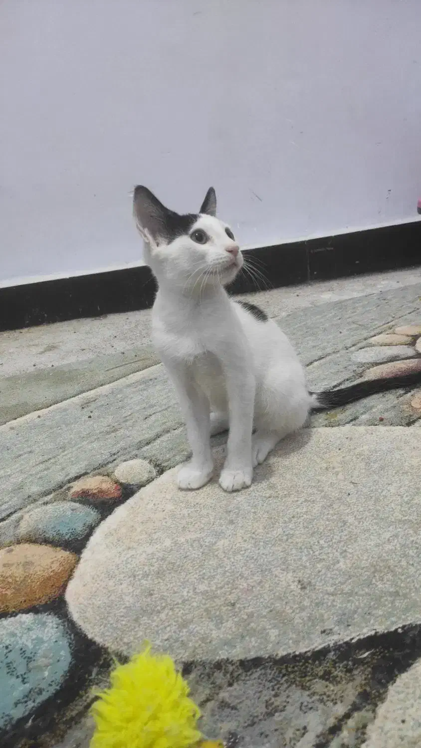 گربه ی کوچولو|گربه|بندرعباس, |دیوار