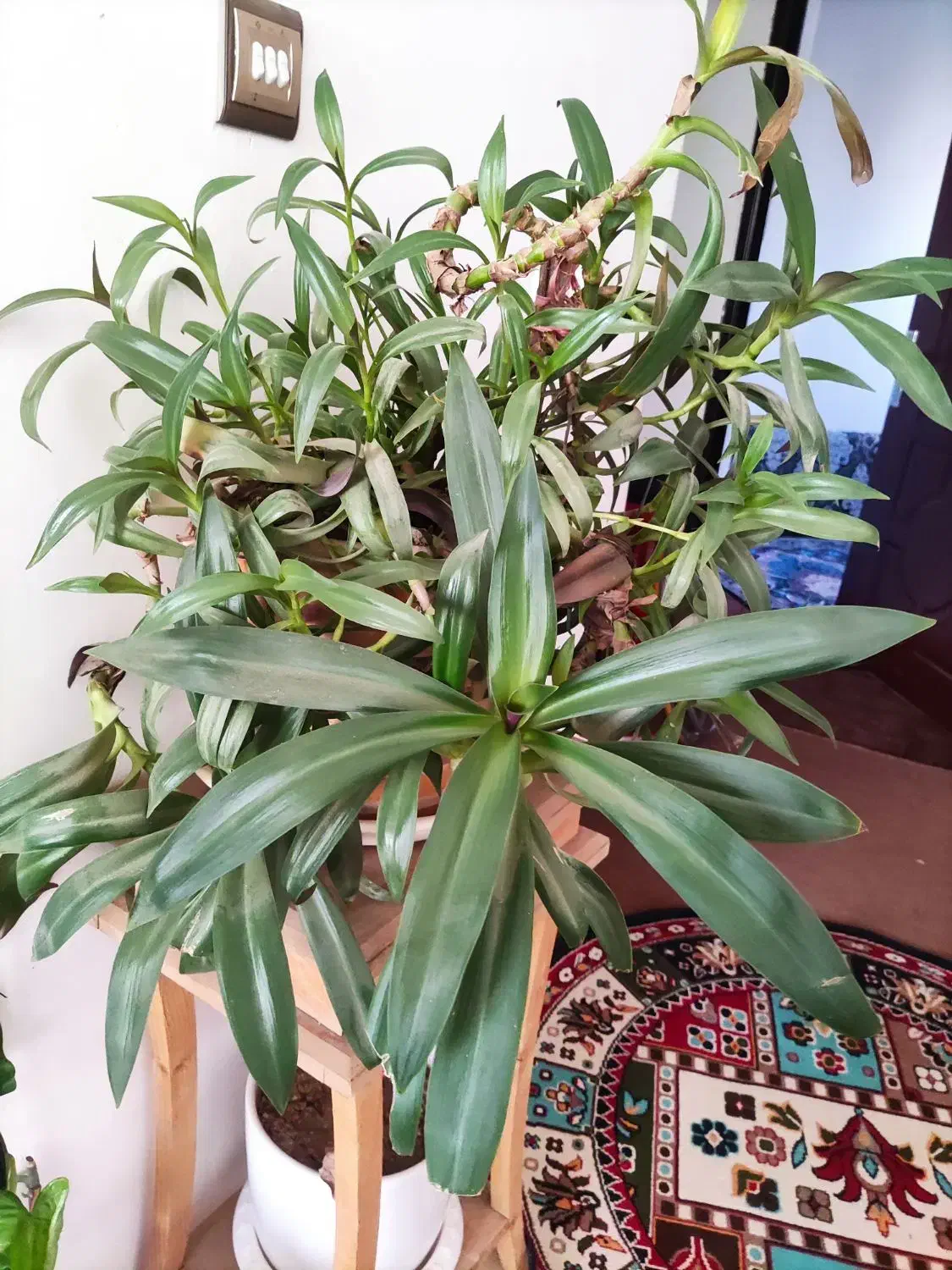 گل اپارتمانی|گل و گیاه طبیعی|گلبهار, شهر جدید گلبهار|دیوار