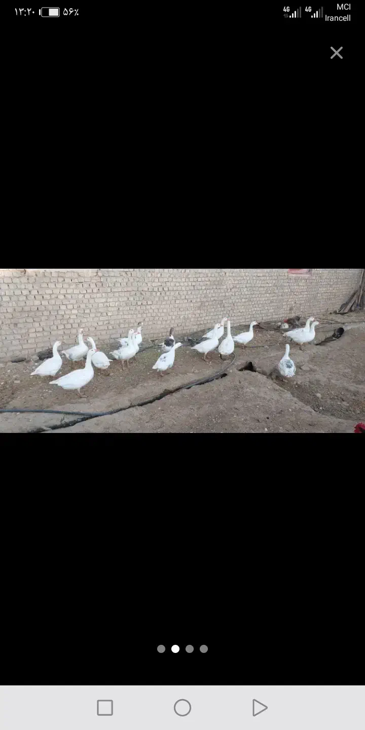 9عددغاز بالغ ودرشت|حیوانات مزرعه|قم, انصارالحسین|دیوار