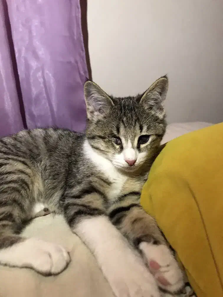 گربه|گربه|کرج, کرج نو|دیوار