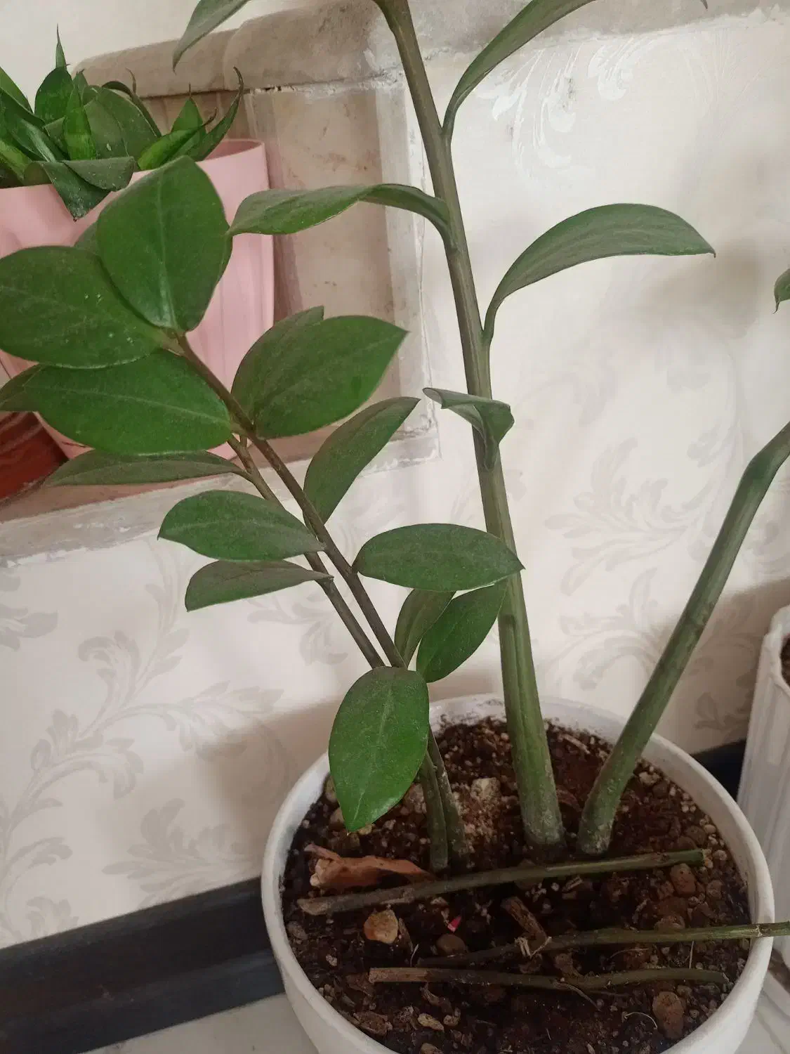 فروش گل|گل و گیاه طبیعی|جهرم, |دیوار