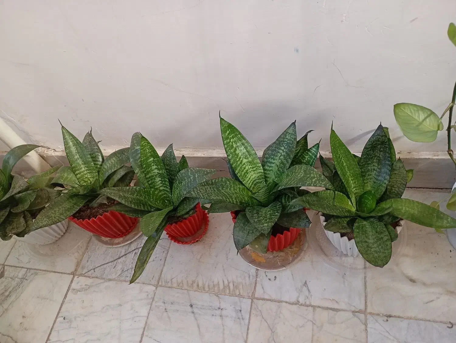 گل سنسوریا پا کوتاه|گل و گیاه طبیعی|صحنه, |دیوار