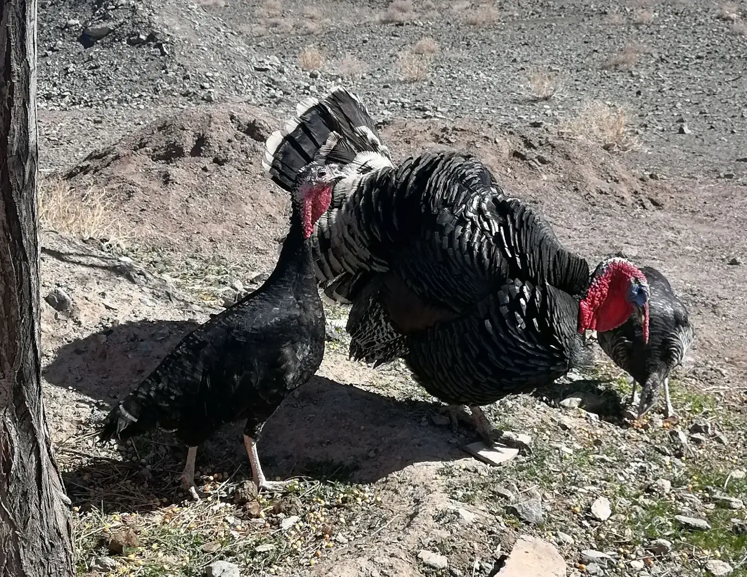 بوقلمون|حراج|قهستان, |دیوار