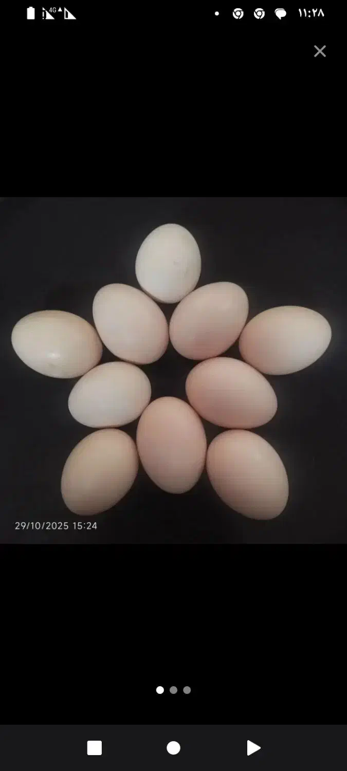 تخم مرغ خانگی نتفه دار|خوردنی و آشامیدنی|تربت جام, علوی|دیوار