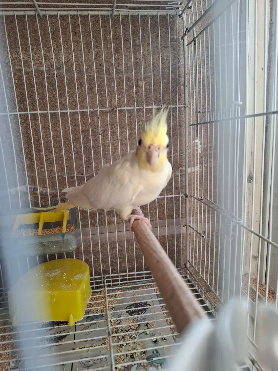 طوطی عروس لوتینو نر|پرنده|بابل, |دیوار