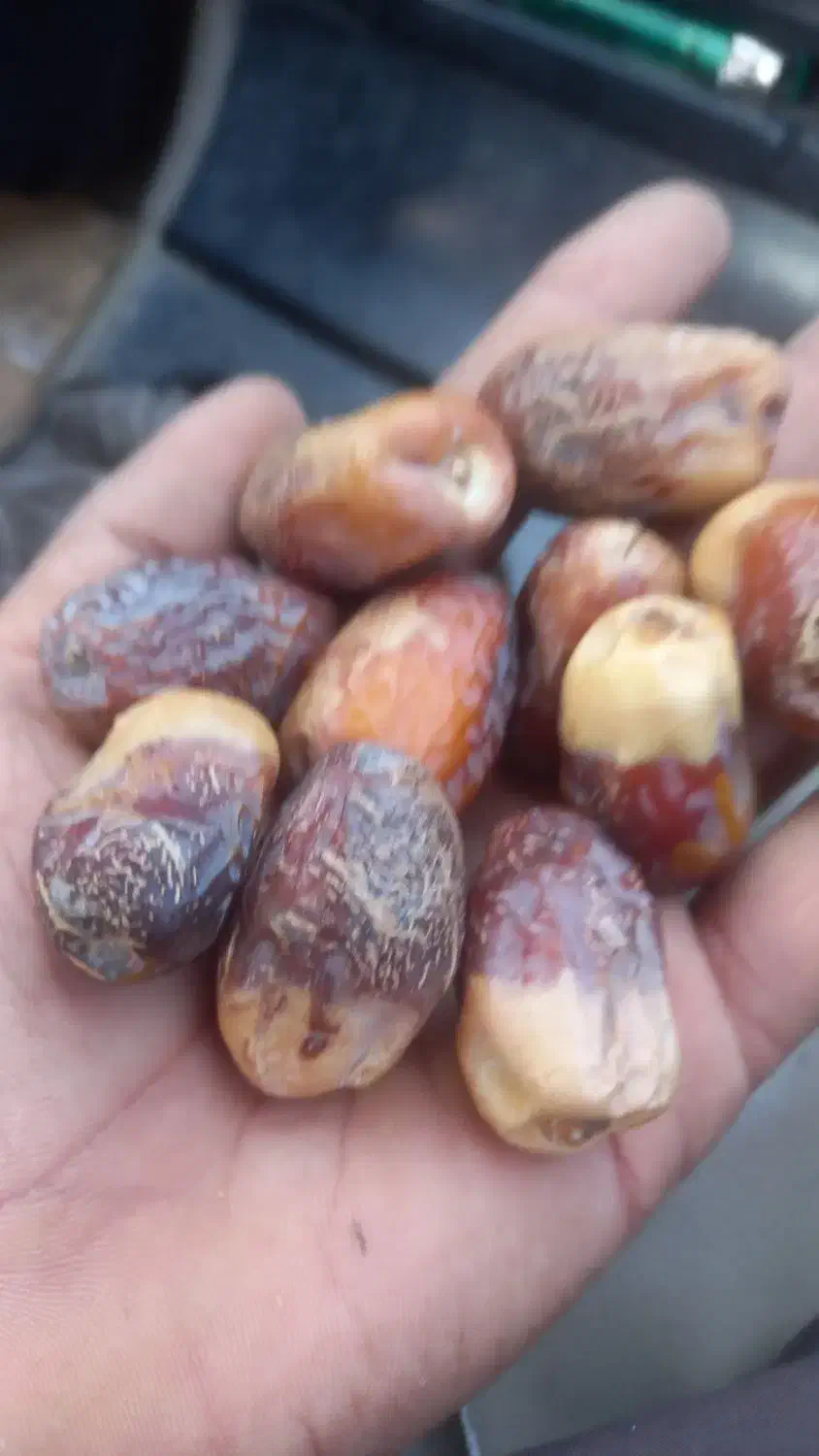 فتگگرنکتو پیمازو و بادلمی مضافتی|عمده‌فروشی|جالق, |دیوار