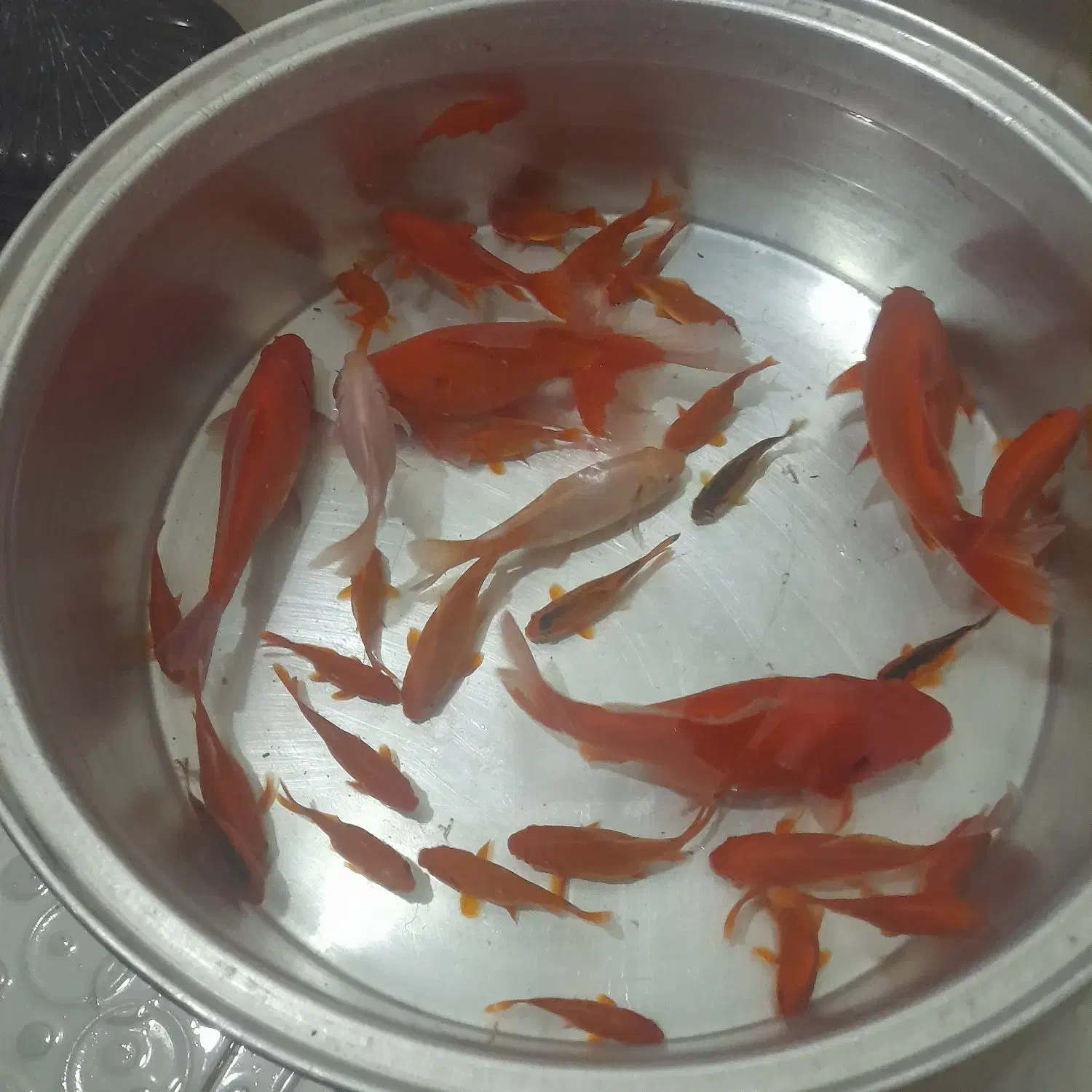 فروش فوری ماهی قرمز|ماهی|کوهدشت, |دیوار