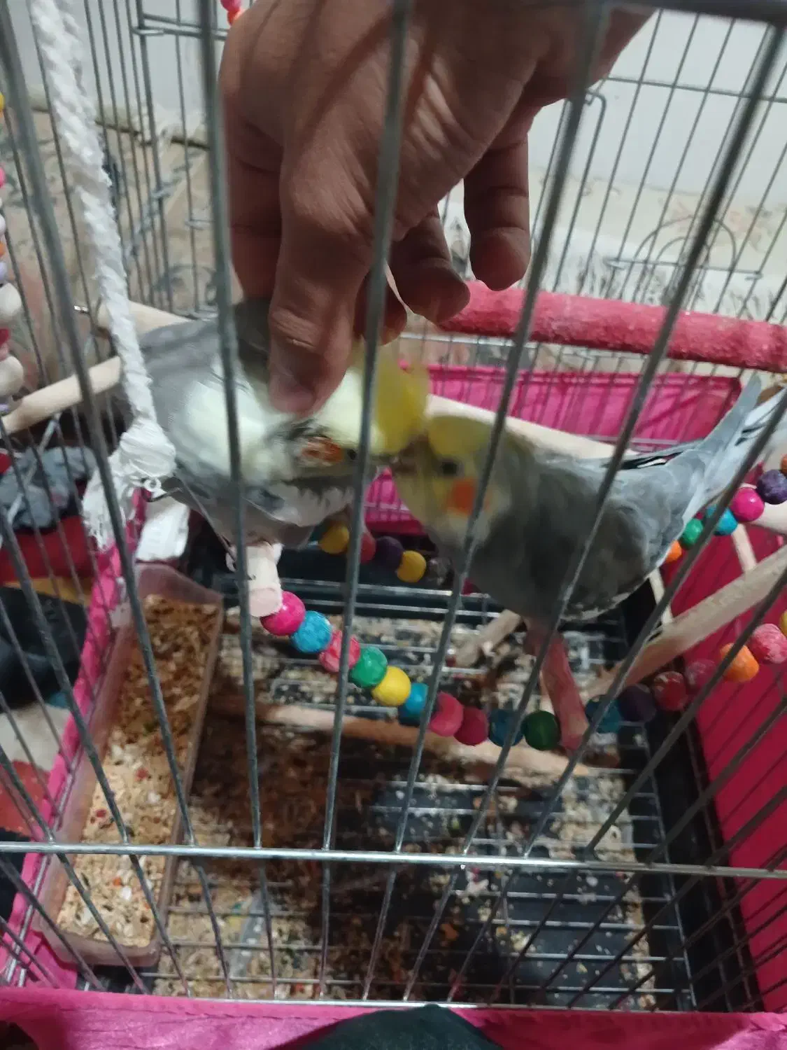 یه جفت عروس هلندی نر و ماده بسیار رام|پرنده|شاهدشهر, |دیوار