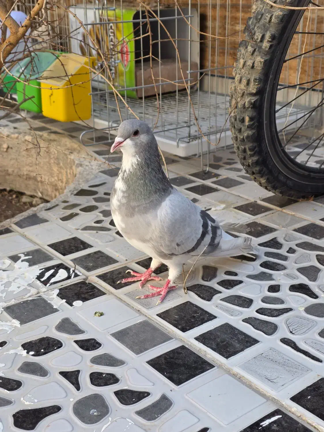 کبوتر|پرنده|مرودشت, ژیان|دیوار