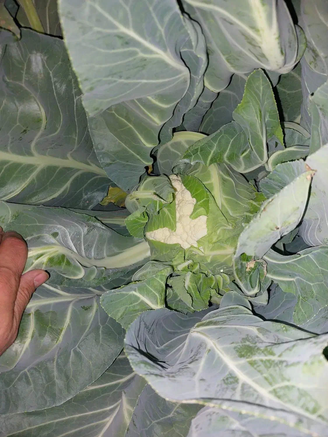 گل کلم|گل و گیاه طبیعی|فیروزآباد (فارس), |دیوار