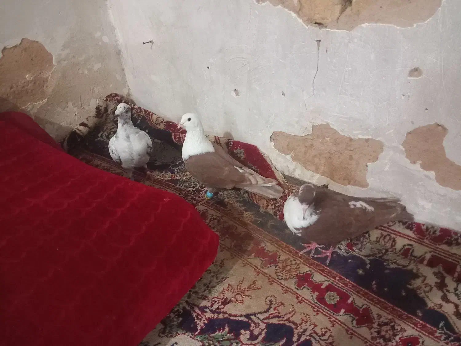 کلاغ سرخ کروباتی سرخ سوسکی بزک|پرنده|مشهد, شهید قربانی|دیوار