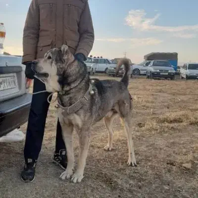 واگذاری گمشده|سگ|نوبران, |دیوار