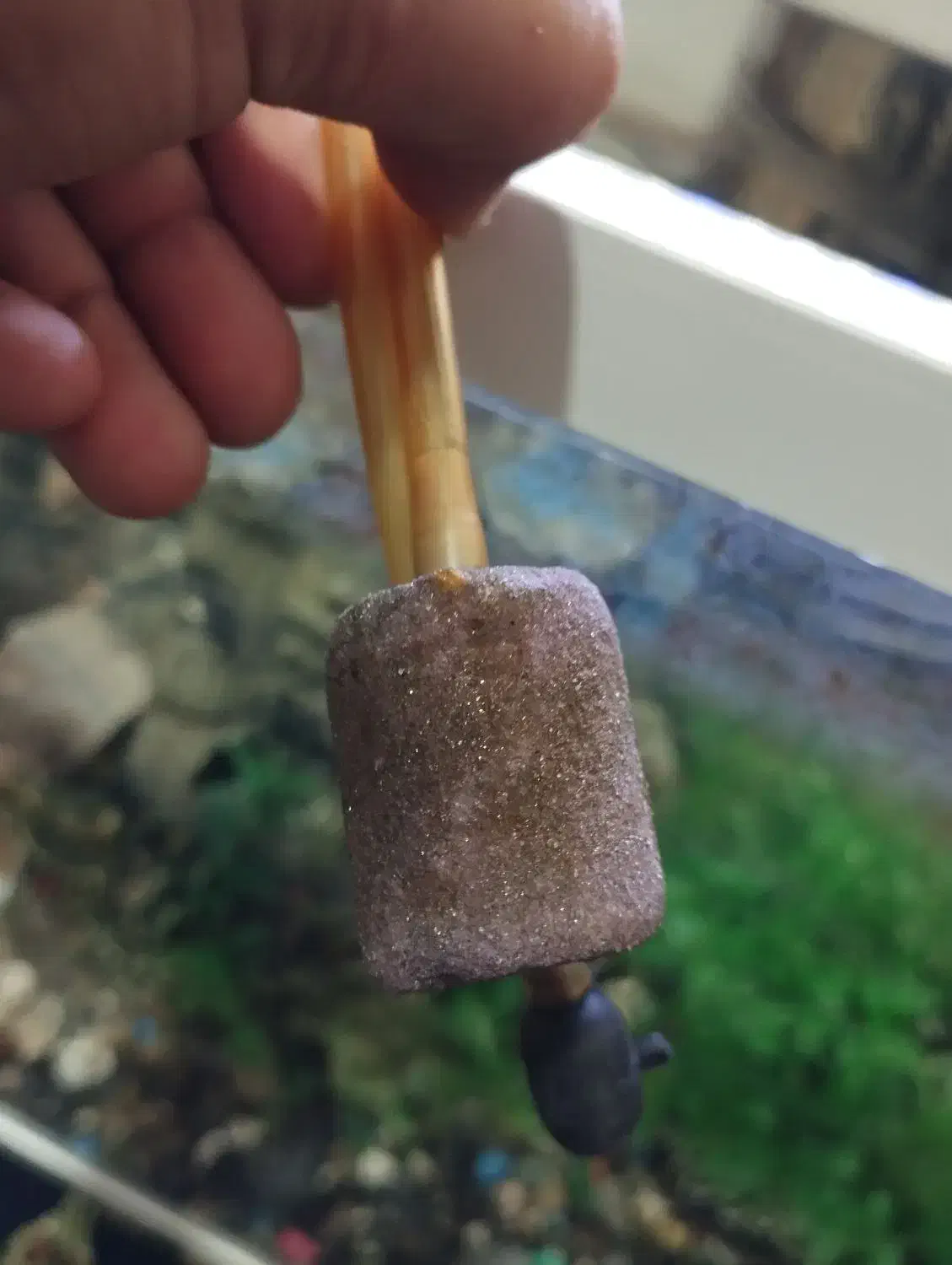 اکواریوم|ماهی|نورآباد, |دیوار