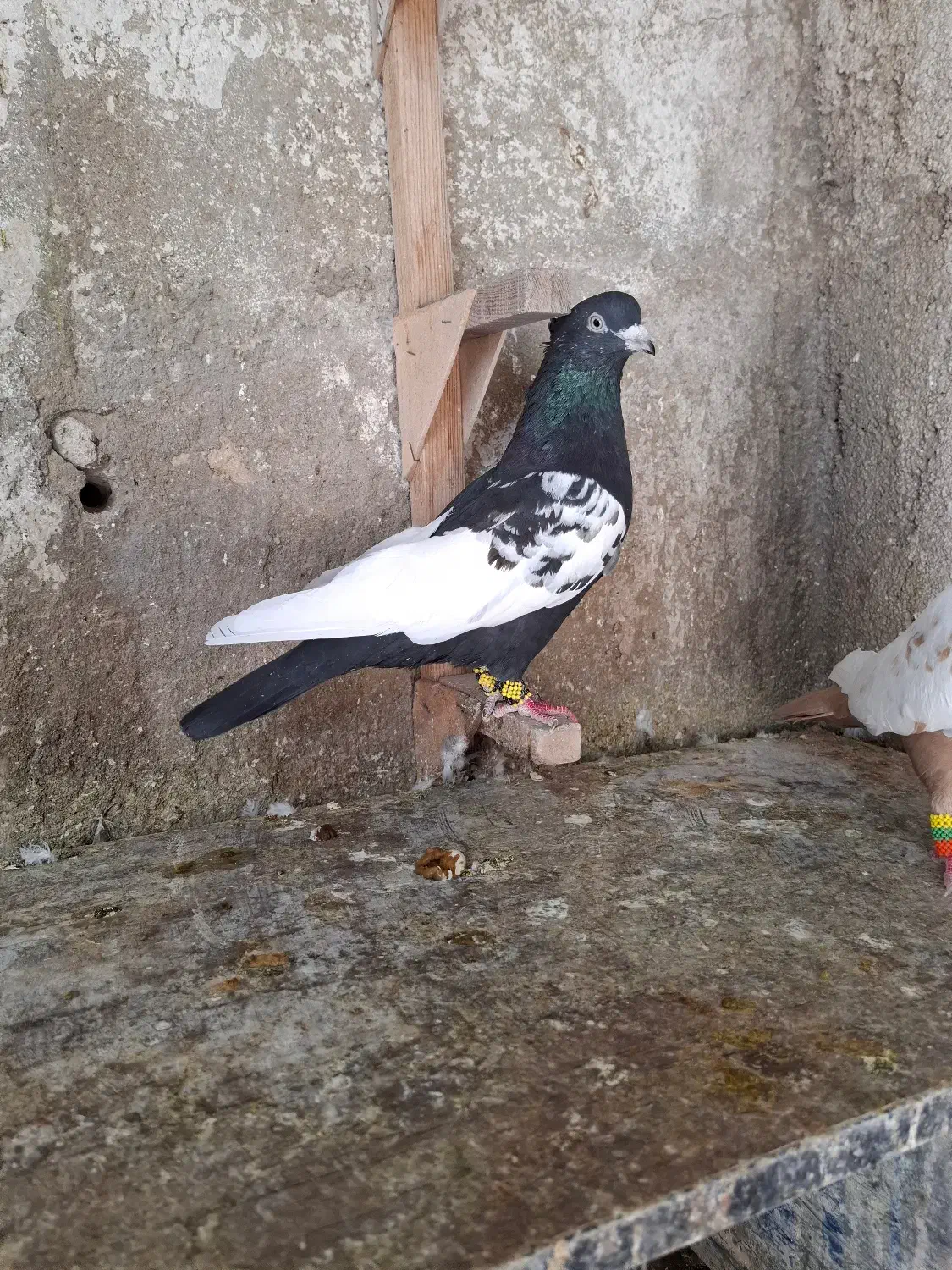 کبوتر سینه ای|پرنده|قیروکارزین, |دیوار