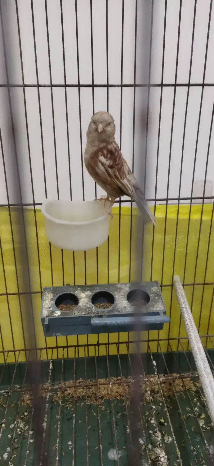 قناری نر|پرنده|مبارکه, |دیوار