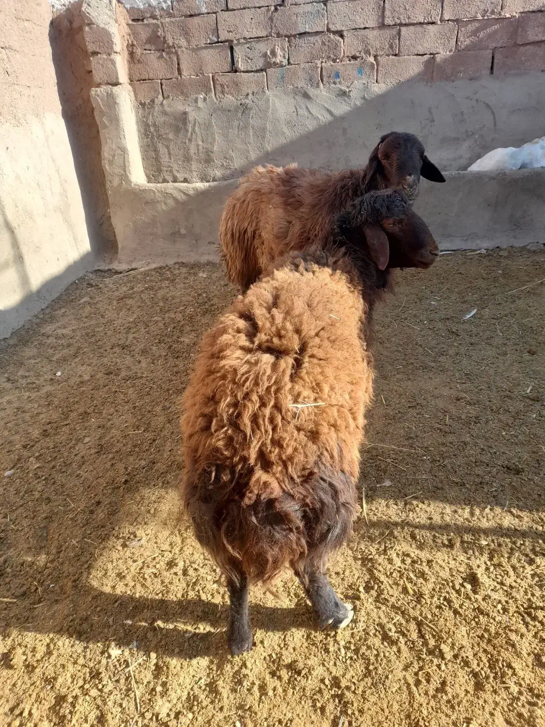 بره قوچ همو و قوچ چهار دندون هترو و چبش یک زایمان|حیوانات مزرعه|نیشابور, دارایی|دیوار