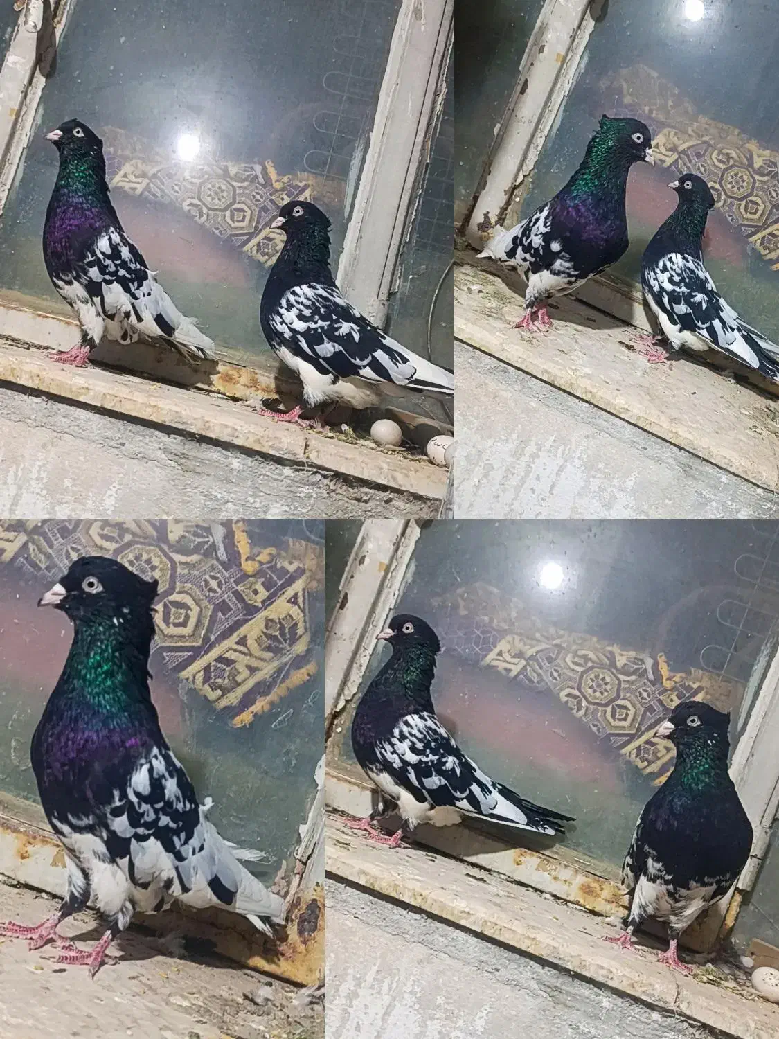 کبوتر رنگه کله سیاه طوقی سرخ دم سفید ساده|پرنده|تربتحیدریه, یحیی آباد|دیوار