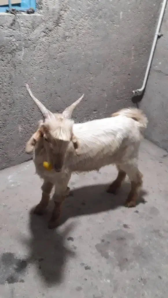 یک عدد بز|حیوانات مزرعه|اهرم, |دیوار