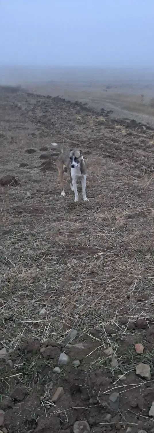 سگ گله نر|سگ|مرادلو, |دیوار