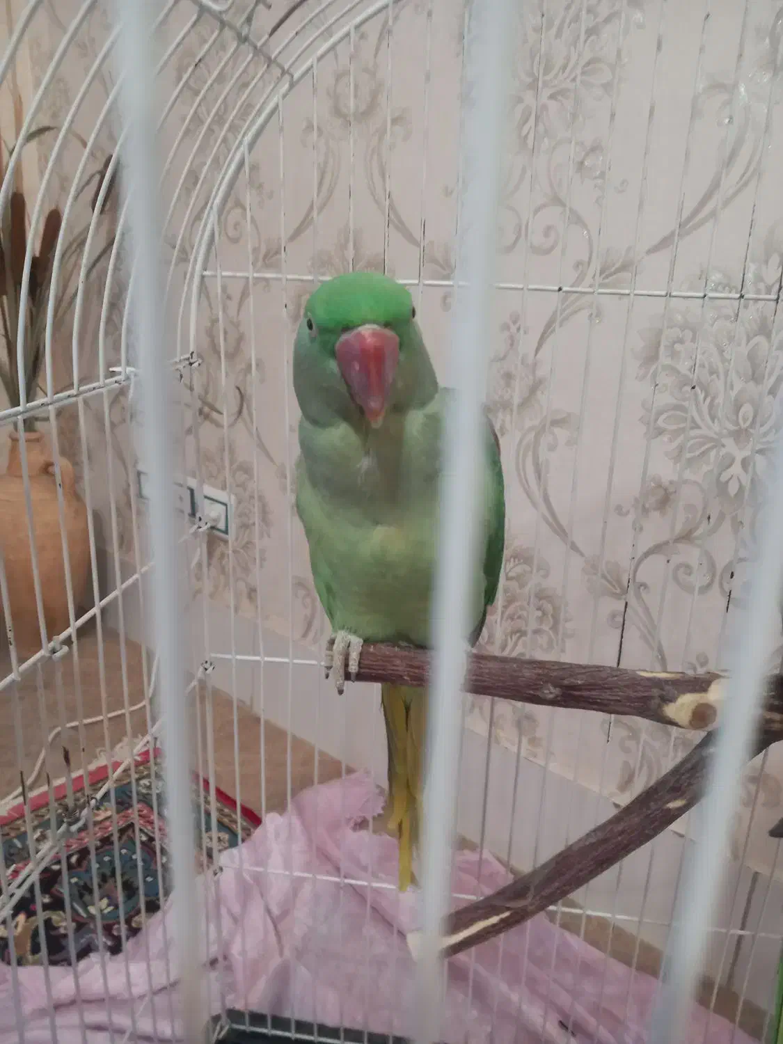 دوعدد طوطی اسکندر(شاه طوطی)|پرنده|خوی, |دیوار