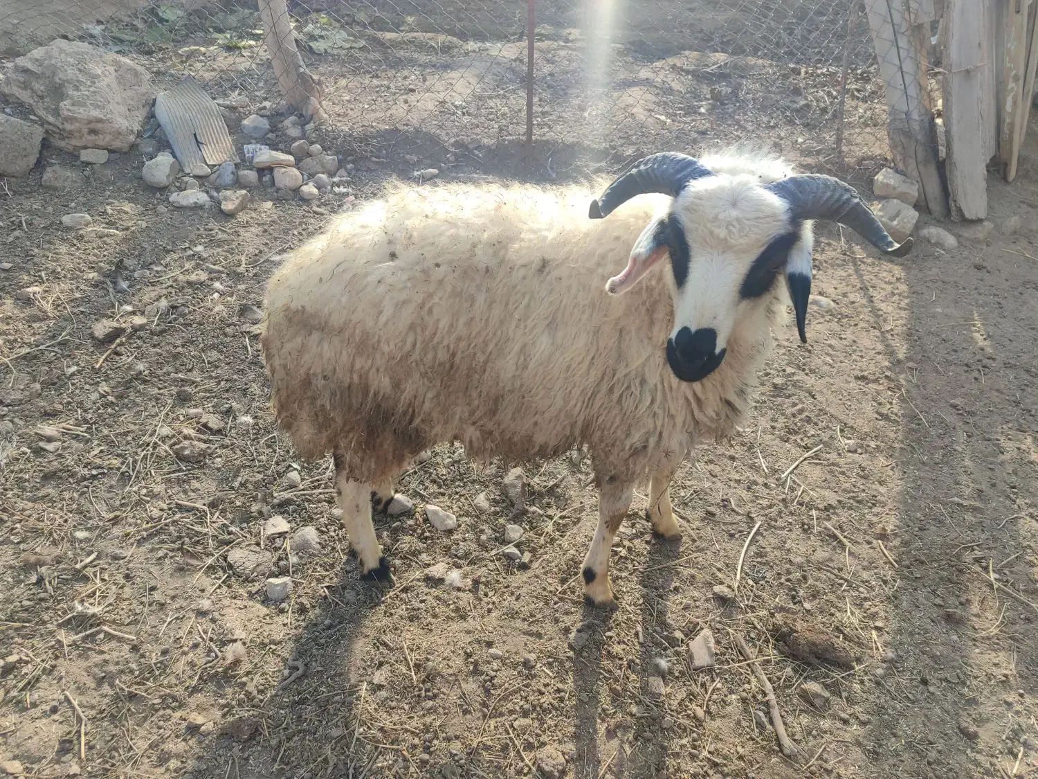 گوزو .نر|حیوانات مزرعه|شوط, |دیوار