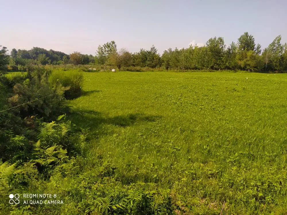 فروش زمین ۷۷۱متر منطقه شفارود|فروش زمین و ملک کلنگی|رضوانشهر, |دیوار