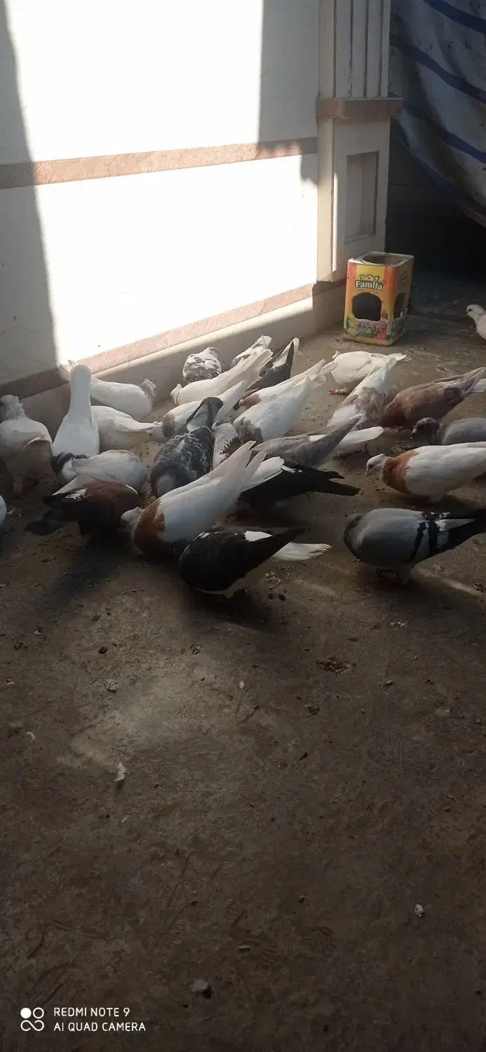 تعدادی رنگی و آلمانی مکس وسبز|پرنده|مینودشت, |دیوار