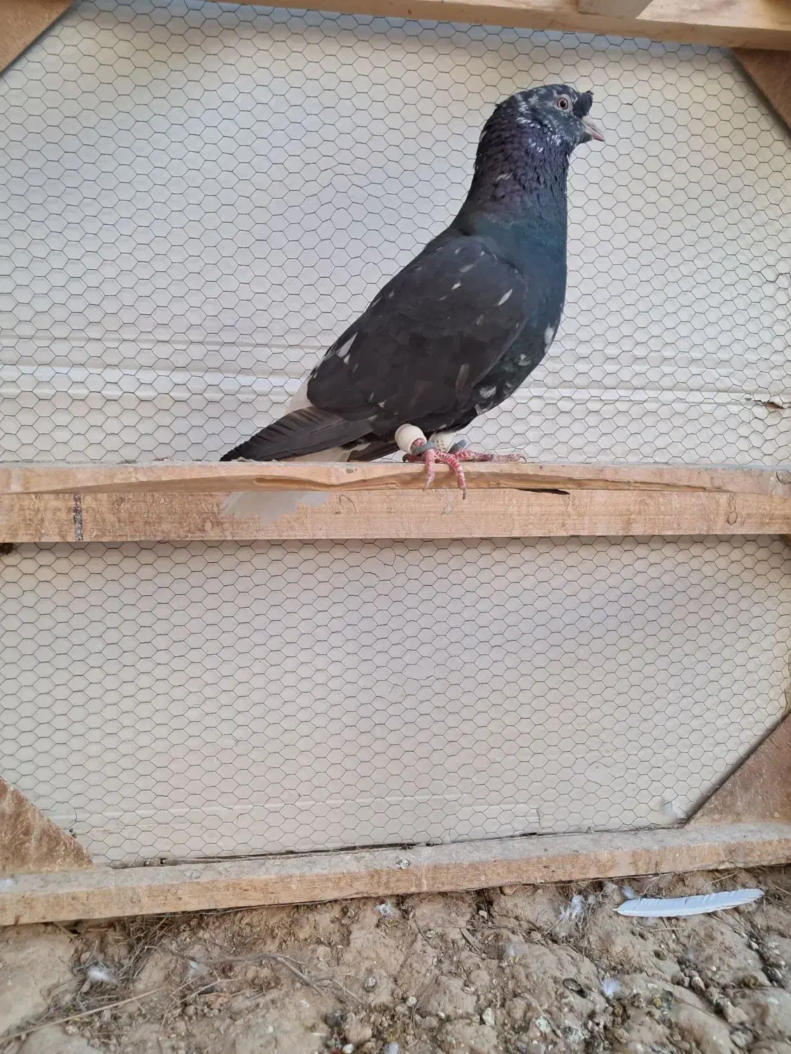 کبوتر سورو دم سفید|پرنده|شیراز, فرودگاه شهید دستغیب شیراز|دیوار