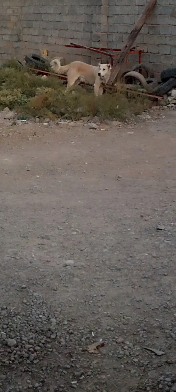 سگ کله|سگ|تبریز, |دیوار