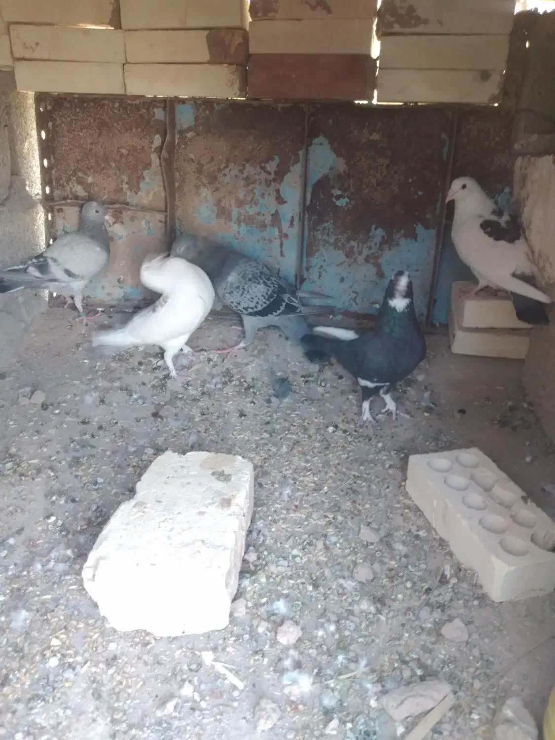 چند عدد کبوتر فروشی|پرنده|فهرج, |دیوار