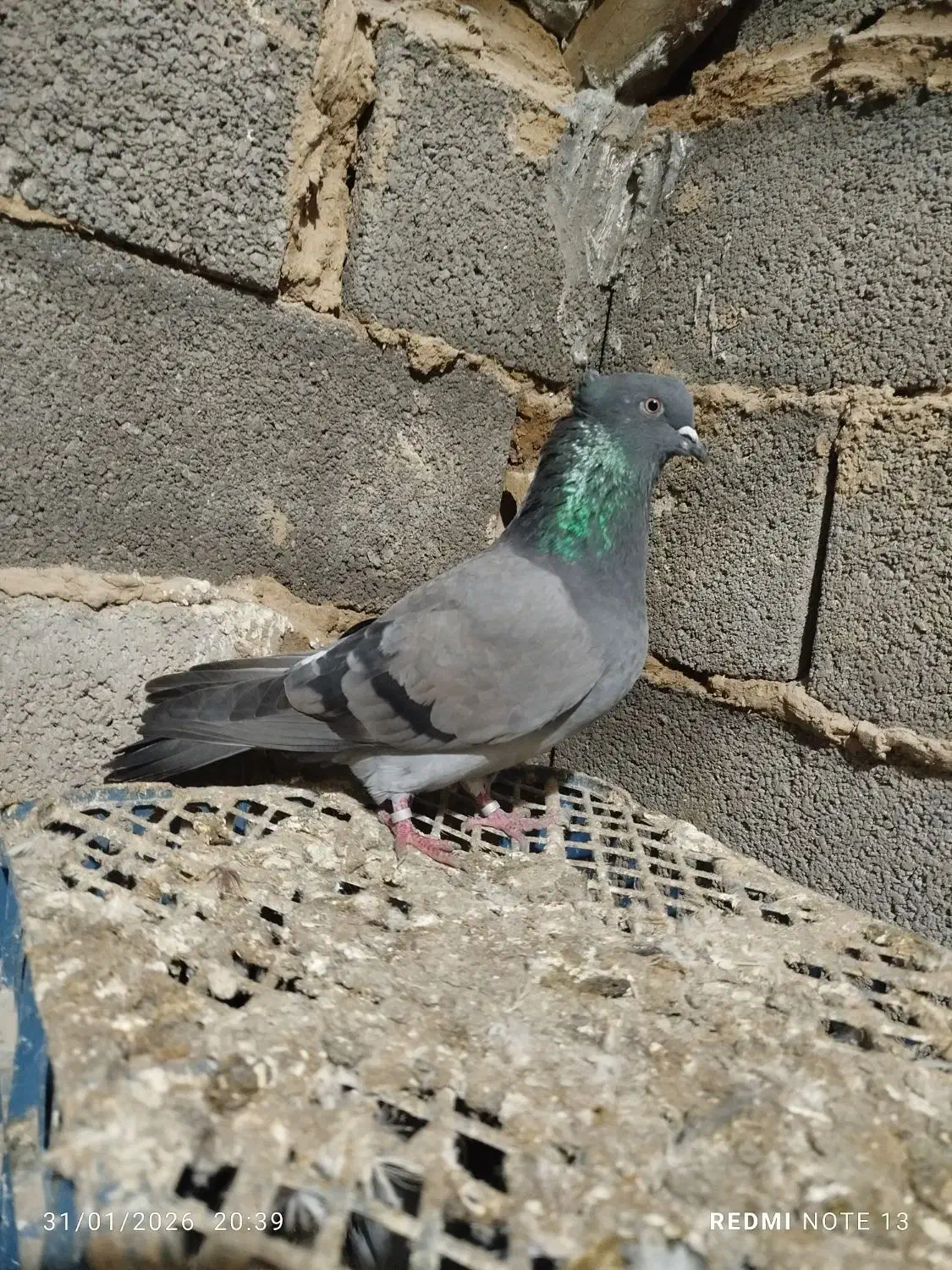 سالم|پرنده|انبارآلوم, |دیوار