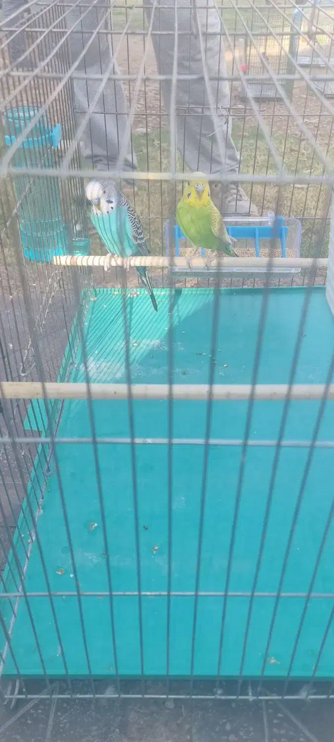 یجفت مرغ عشق|پرنده|اهواز, کوی رمضان|دیوار