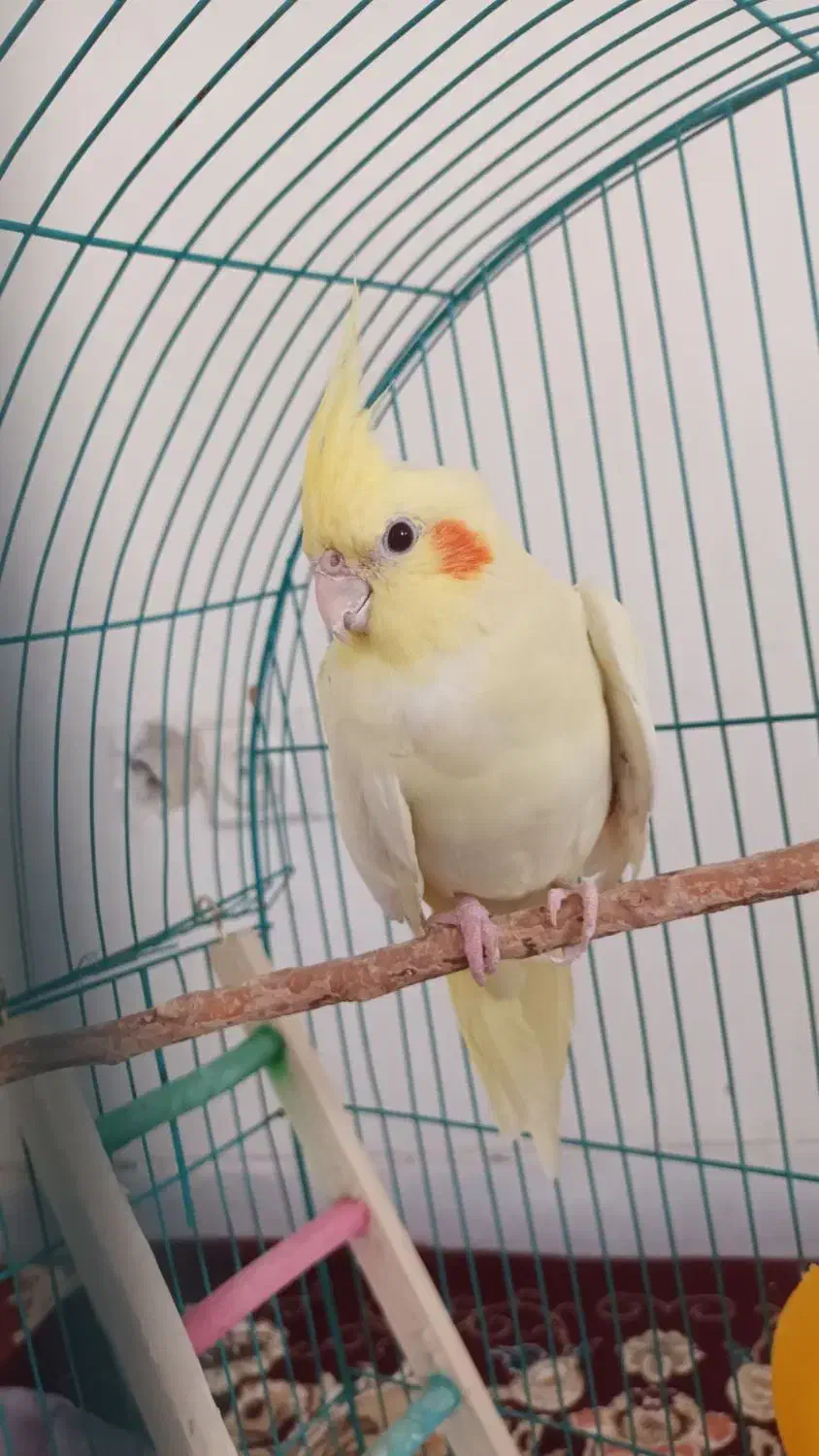 عروس هلندی نر و ماده|پرنده|اراک, |دیوار