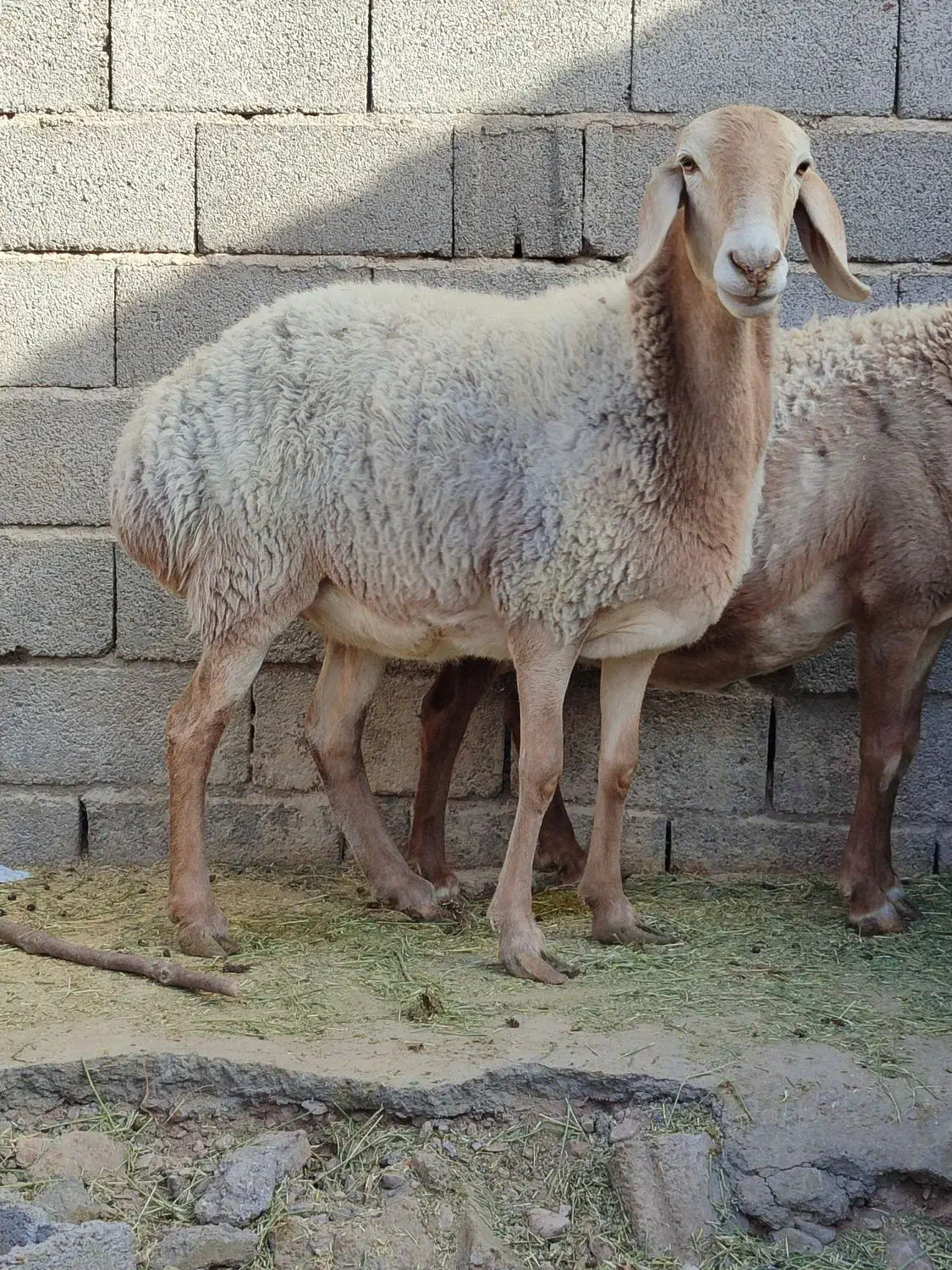 میش چینی قندوزی ابستن سنگین مایه کرده دوقولوزا|حیوانات مزرعه|کرمان, |دیوار