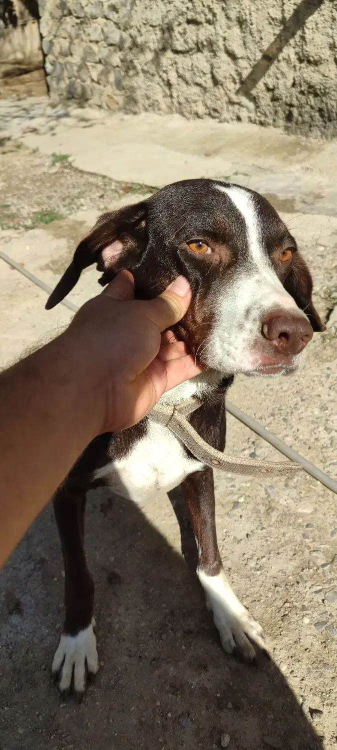 پوینتر میکس|سگ|کلاله, |دیوار