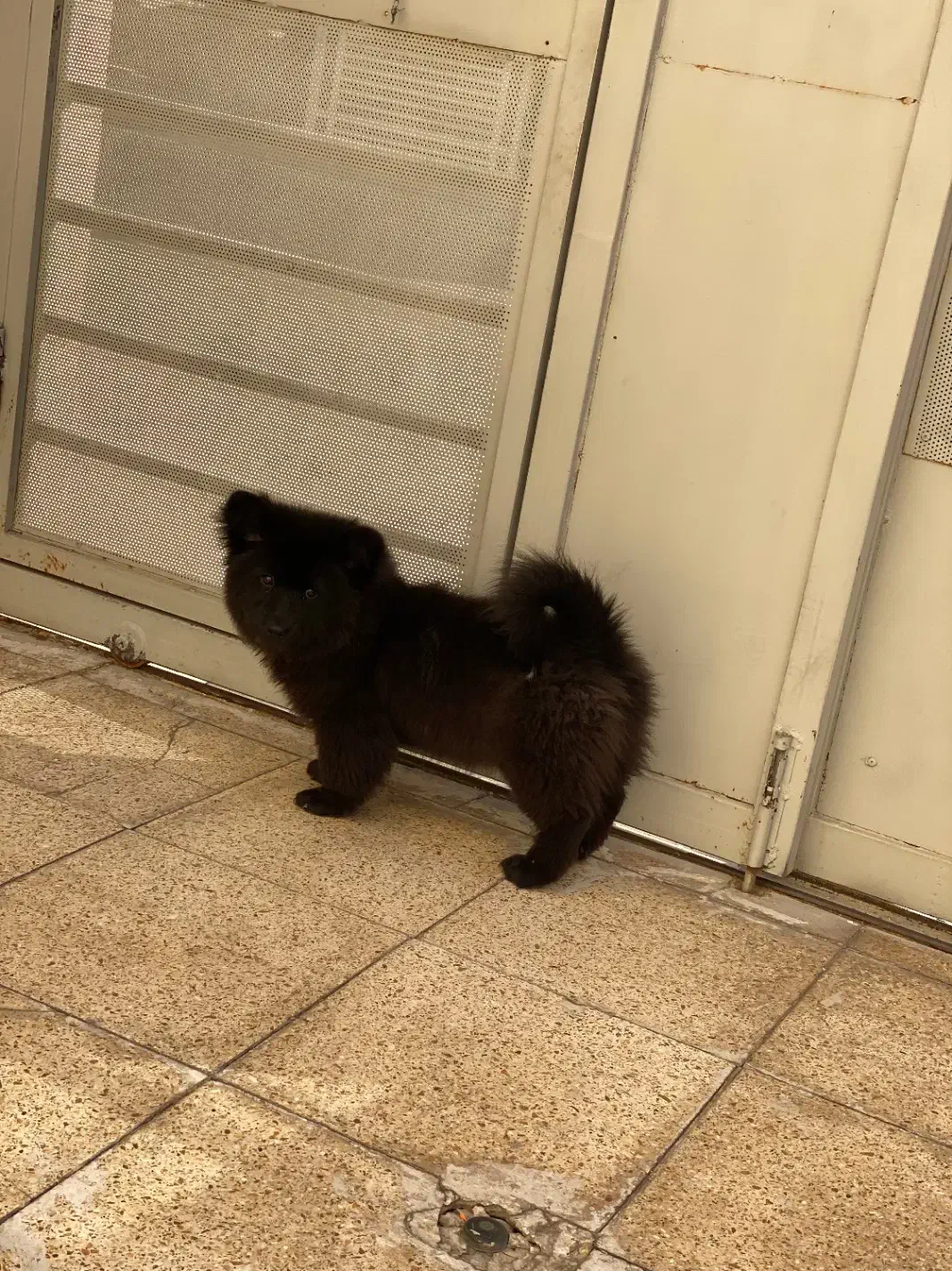 واگذاری چاو چاو|سگ|اصفهان, بهارستان|دیوار