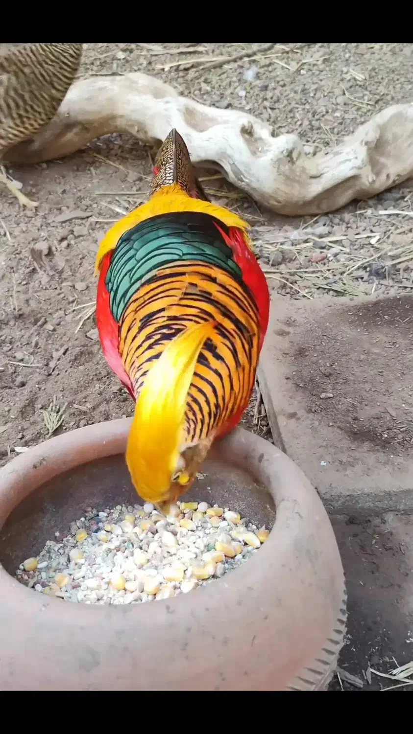 پرندگان زینتی با فرآورده های پر خواص|حیوانات مزرعه|مشهد, سجاد شهر|دیوار