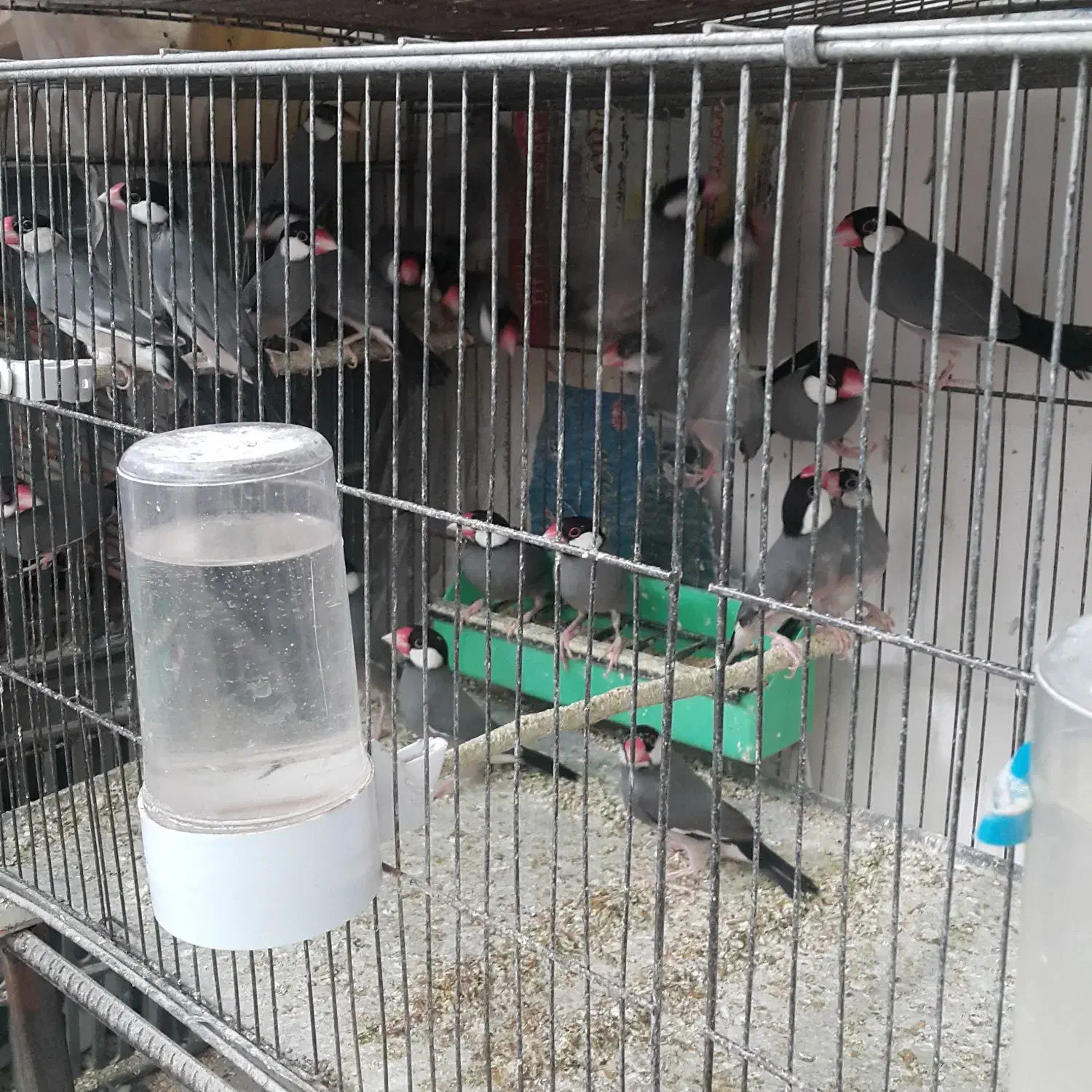 بنگالی نرگسی الماسی مرغ عشق عروس هلندی|پرنده|بجنورد, |دیوار