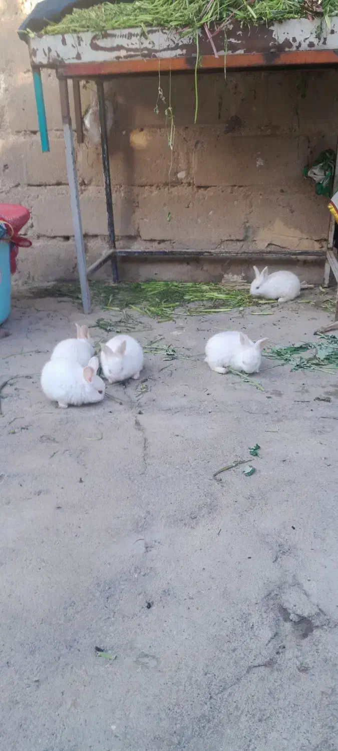 بچه خرگوش سفید|موش و خرگوش|اندیمشک, |دیوار