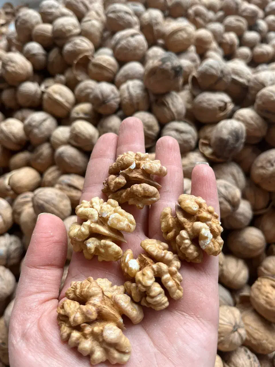 خشکبار طعم تازه|خوردنی و آشامیدنی|نیشابور, کوی یغما|دیوار