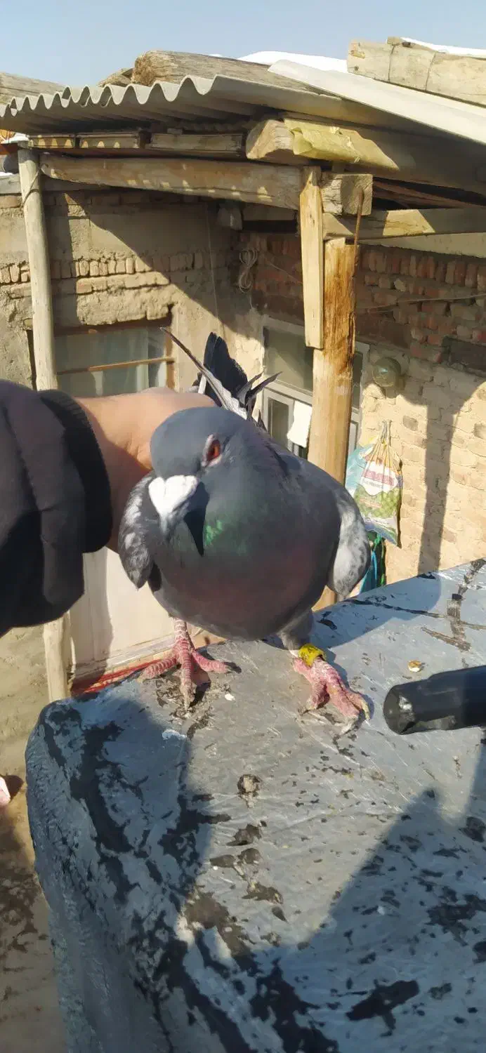 کبوتر|حیوانات|مراغه, |دیوار